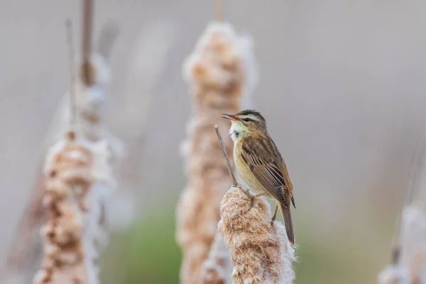 夏に葦の種牡馬 Acrocephalus Schenobaenus ポドラシー地方 ポーランド ヨーロッパ — ストック写真