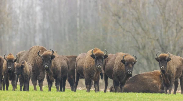 European Bison Herd Winter Time Snow Less Trees Morning Regione — Foto Stock