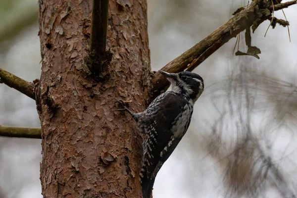 Picchio Euroasiatico Tre Dita Picoides Tridactylus Pino Foresta Bialowieza Polonia — Foto Stock