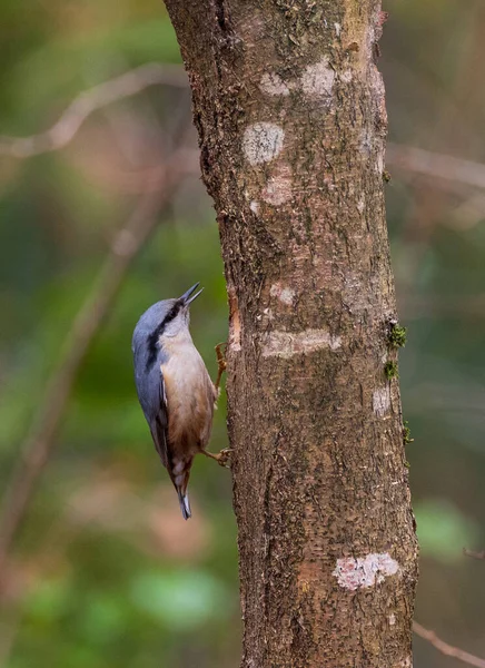 Eurasian Nuthatch Sitta Europaea Hazelnut Tree Winter Bialowieza Forest Poland — стокове фото