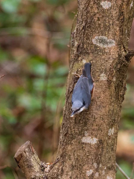 Avrasya Nuthatch Sitta Europaea Kışın Fındık Ağacı Bialowieza Ormanı Polonya — Stok fotoğraf