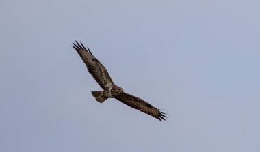 Açık gökyüzü, Polonya ve Avrupa 'ya karşı uçuşta ortak Şahin (Buteo buteo)