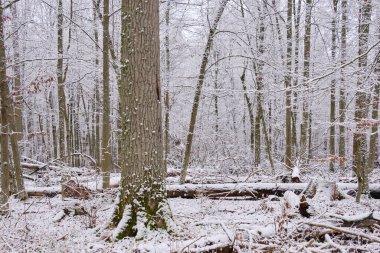 Önünde ladin ağaçları, Bialowieza Ormanı, Polonya ve Avrupa kırılan karlı yaprak döken kışın manzarası
