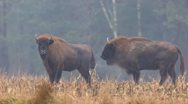 Manada Bisontes Europeos Día Brumoso Sin Nieve Contra Los Árboles —  Fotos de Stock