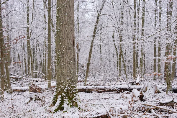 Winterlandschaft Mit Schneebedecktem Laubwald Und Fichten Vordergrund Bialowieza Wald Polen — Stockfoto