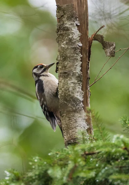 Middle Spotted Woodpecker Leiopicus Medius Male Spruce Stump Bialowieza Forest — Stock Photo, Image