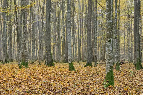 Mglisty Las Liściasty Starymi Dębami Jesienią Przed Wschodem Słońca Puszcza — Zdjęcie stockowe