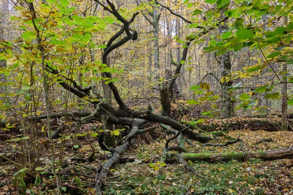 Mlhavý Opadavý Les Starými Duby Podzimním Oblačném Poledni Les Bialowieza — Stock fotografie