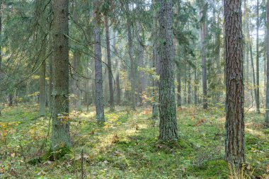 Güneş ışınları sabah karman çorman orman standına giriyor, Bialowieza Ormanı, Polonya, Avrupa