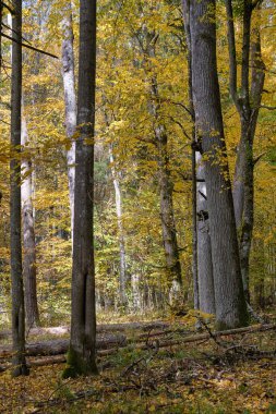 Akçaağaç ağaçları ve kırık ağaç yosunlarıyla sonbahar yapraklı ağaç standı, Bialowieza Ormanı, Polonya, Avrupa