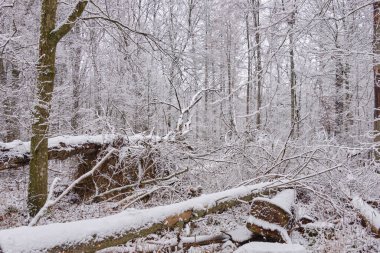 Önünde ladin ağaçları, Bialowieza Ormanı, Polonya ve Avrupa kırılan karlı yaprak döken kışın manzarası