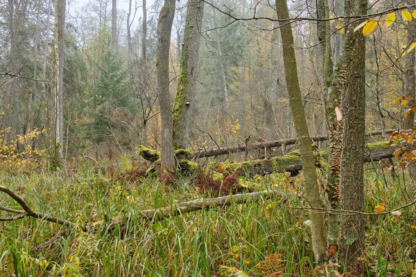 Ripariand Stand Fall Reed Alder Foreground Bialowieza Forest Polônia Europa — Fotografia de Stock