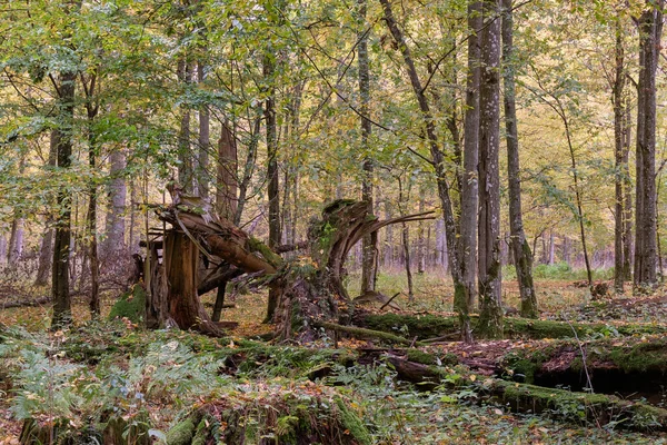 Abeto Norueguês Velho Enorme Quebrado Outono Floresta Bialowieza Polônia Europa — Fotografia de Stock