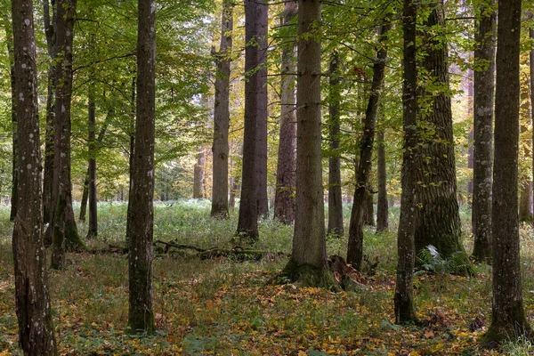 Vigas Viejas Otoño Con Retroiluminación Bosque Bialowieza Polonia Europa — Foto de Stock