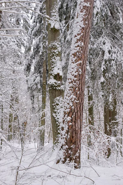 波兰Bialowieza森林 冬季雪地落叶景观 前景一片橡树 — 图库照片