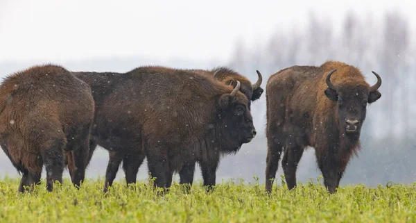 Mandrie Bisonti Europei Che Riposano Nelle Nevicate Voivodato Podlaskie Polonia — Foto Stock