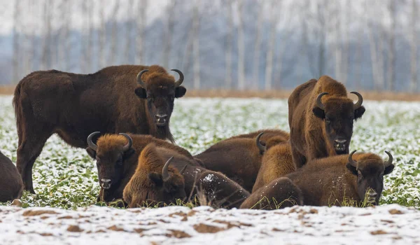 Rebaño Bisontes Europeos Descansando Campo Cubierto Nieve Voivodato Podlaskie Polonia — Foto de Stock