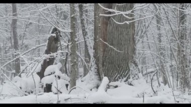  Bialowieza Ormanı 'nın döküntü duruşu Sonbahar sabahı, Bialowieza Ormanı, Polonya, Avrupa