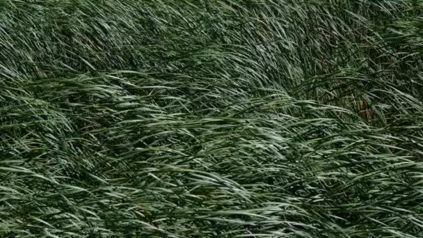 Green Reed Grass Waving Spring Podlaskie Voivodeship Poland Europe — Stock Video