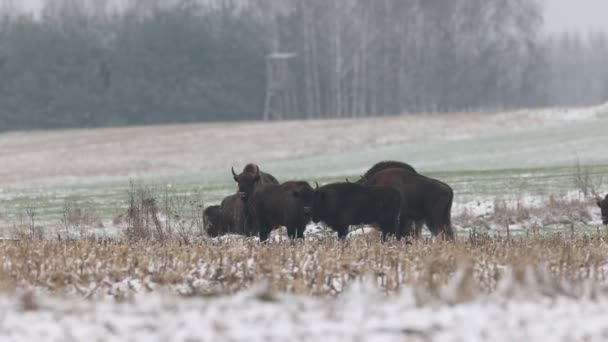 European bison herd in winter — Stock Video