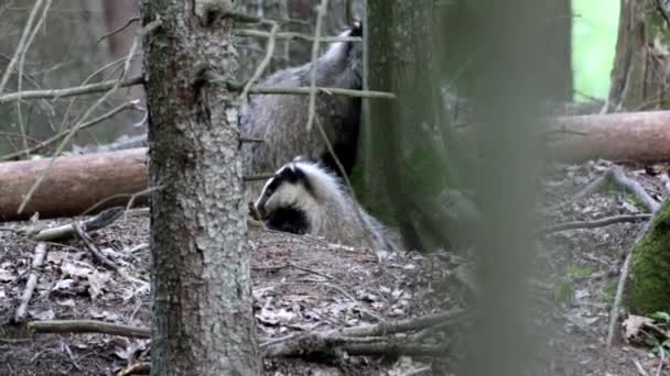 Tiga Luak Muda Menjelajahi Liangnya Hutan Bialowieza Polandia Eropa — Stok Video