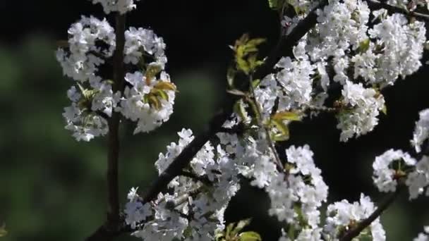 春に咲く梅の木の枝 — ストック動画