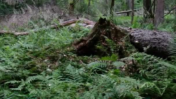 Ferns Wind Dead Spruce Tree Log Forêt Bialowieza Pologne Europe — Video