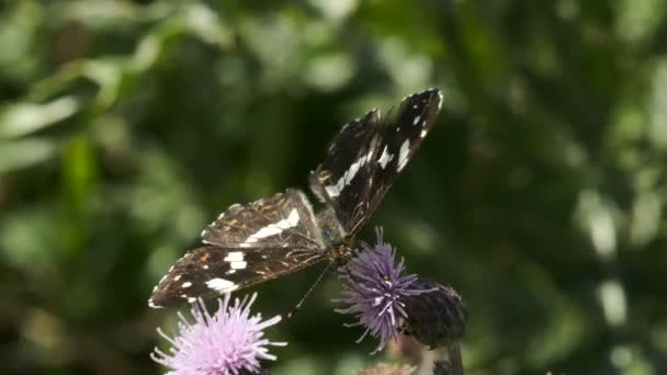Butterfly on thorn flower — Stock Video