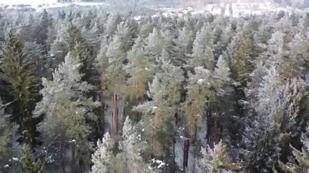 Karda Uçan Bialowieza Ormanı Ndaki Ağaçların Üzerinde Uçuyor — Stok video