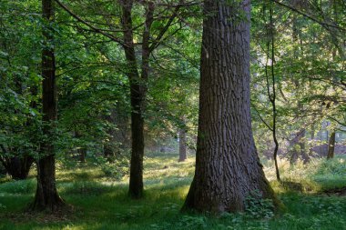 Sabah zengin yaprak döken ormana giren ışık ön planda yaşlı meşe ağacı, Bialowieza Ormanı, Polonya, Avrupa