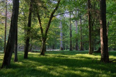 Sabah zengin yaprak döken ormana giren ışık ön planda yaşlı meşe ağacı, Bialowieza Ormanı, Polonya, Avrupa