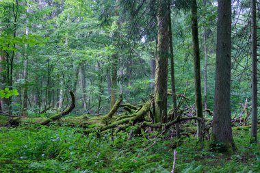 Bialowieza Ormanı, Polonya ve Avrupa 'da neredeyse tamamen yosun kaplı olan meşe ağacı dalları kırıldı.