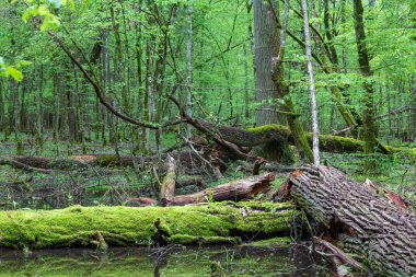 Yosun ambalajlı meşe ağaçları suda, Bialowieza Ormanı, Polonya, Avrupa
