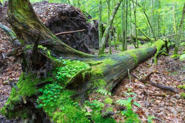 Yazın taze yaprak döken tezgah, ön planda ölü meşe, yosun ve bitki örtüsü, Bialowieza Ormanı, Polonya, Avrupa