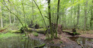 Çevresinde kırık meşe ve su bulunan doğal ağaç standı, Bialowieza Ormanı, Polonya, Avrupa