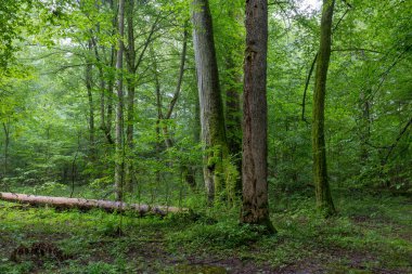 Eski akçaağaç ağaçları ve boynuz direğiyle doğal yaprak döken ağaçlar, Bialowieza Ormanı, Polonya, Avrupa