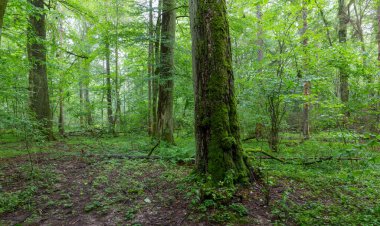 Eski akçaağaç ağaçları ve boynuz direğiyle doğal yaprak döken ağaçlar, Bialowieza Ormanı, Polonya, Avrupa