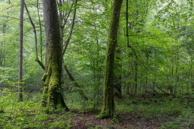 Doğal yaprak döken ağaç ayakta duruyor etrafında ağaçlar ve boynuz direği, Bialowieza Ormanı, Polonya, Avrupa
