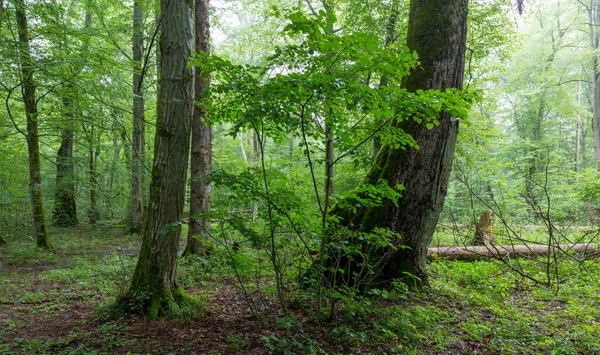 Doğal yaprak döken ağaç ayakta duruyor etrafında ağaçlar ve boynuz direği, Bialowieza Ormanı, Polonya, Avrupa