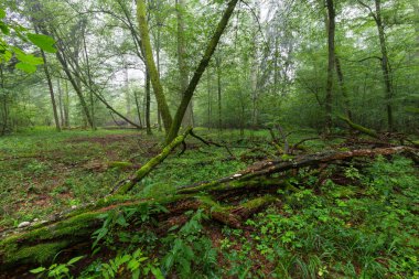 Doğal yaprak döken ağaç standı. Önünde eski kırık boynuz direği ve etrafında genç boynuzları olan Bialowieza Ormanı, Polonya, Avrupa.