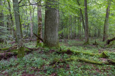 Doğal yaprak döken ağaç büfesi, kırık boynuz direkleri ve genç boynuzlu kirişleri, Bialowieza Ormanı, Polonya, Avrupa