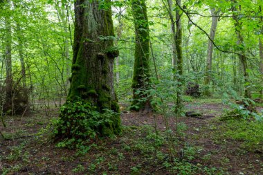 Doğal yaprak döken ağaç ayakta duruyor etrafında ağaçlar ve boynuz direği, Bialowieza Ormanı, Polonya, Avrupa