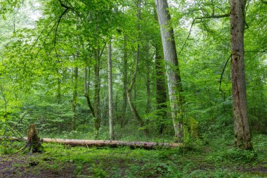 Eski akçaağaç ağaçları ve boynuz direğiyle doğal yaprak döken ağaçlar, Bialowieza Ormanı, Polonya, Avrupa
