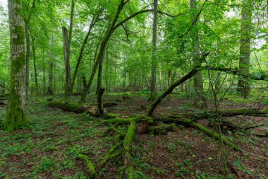 Doğal yaprak döken ağaç büfesi, kırık boynuz direkleri ve genç boynuzlu kirişleri, Bialowieza Ormanı, Polonya, Avrupa