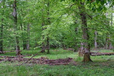 Ön planda kırık boynuz direği olan zengin yaprak döken tezgah, Bialowieza Ormanı, Polonya, Avrupa