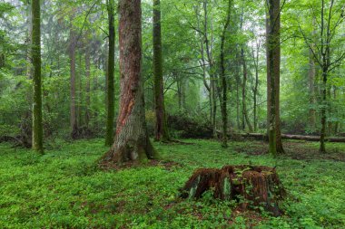 Arka planda yaşlı ladin ağaçlarıyla doğal yaprak döken ağaç tezgahı ve etrafta genç boynuzları, Bialowieza Ormanı, Polonya, Avrupa