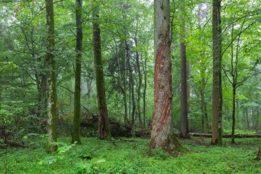 Arka planda yaşlı ladin ağaçlarıyla doğal yaprak döken ağaç tezgahı ve etrafta genç boynuzları, Bialowieza Ormanı, Polonya, Avrupa