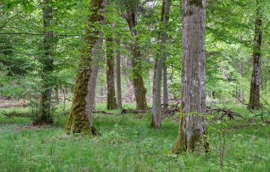 Ön planda kırık boynuz direği olan zengin yaprak döken tezgah, Bialowieza Ormanı, Polonya, Avrupa