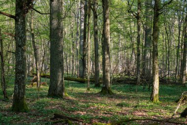 Baharda meşe ve korna ağacı yaprak döken orman, Bialowieza Ormanı, Polonya, Avrupa