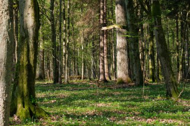 Baharda meşe ve korna ağacı yaprak döken orman, Bialowieza Ormanı, Polonya, Avrupa